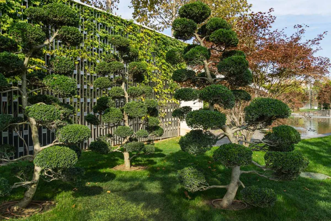 Mehrere Formschnittgehölze auf einer Rasenfläche